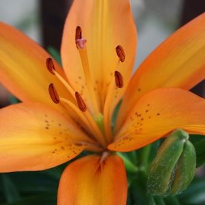 Meet your Posher, Lily